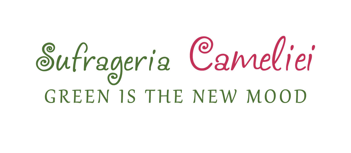 Sufrageria Cameliei