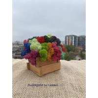 cod_6_2_2_minijardiniera_poza_3
